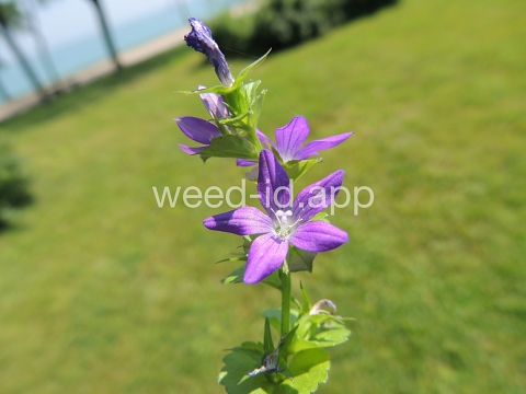 venuslookingglass, common